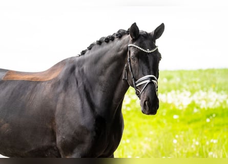 Hannoveriano, Caballo castrado, 11 años, 182 cm, Negro