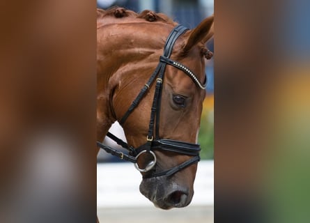 Hannoveriano, Caballo castrado, 12 años, 168 cm, Alazán