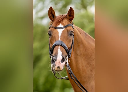 Hannoveriano, Caballo castrado, 12 años, 168 cm, Alazán-tostado