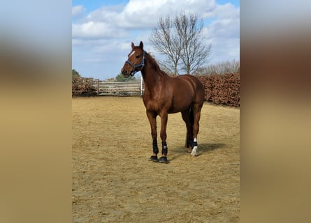 Hannoveriano, Caballo castrado, 12 años, 170 cm, Alazán