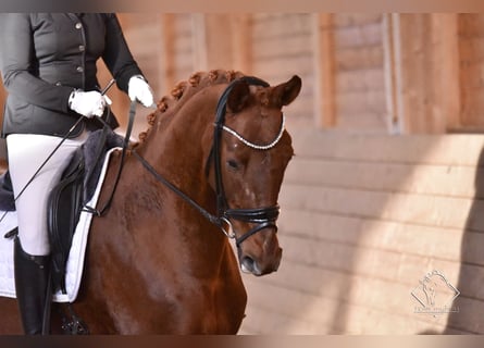 Hannoveriano, Caballo castrado, 12 años, 172 cm, Alazán