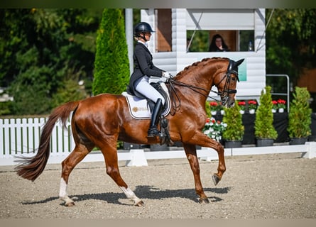 Hannoveriano, Caballo castrado, 12 años, 172 cm, Alazán