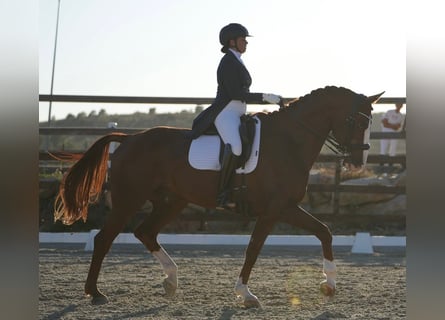 Hannoveriano, Caballo castrado, 12 años, 172 cm, Alazán-tostado