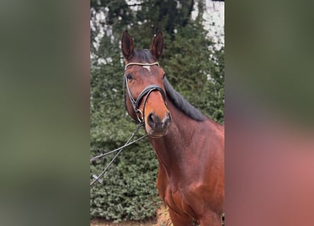 Hannoveriano, Caballo castrado, 12 años, 175 cm, Castaño