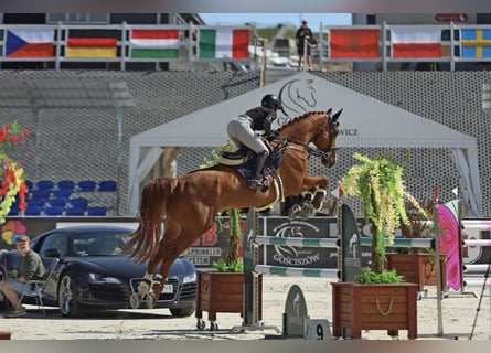 Hannoveriano, Caballo castrado, 12 años, 176 cm, Alazán