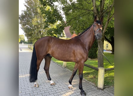 Hannoveriano, Caballo castrado, 12 años, 178 cm, Castaño