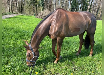 Hannoveriano, Caballo castrado, 12 años, 180 cm, Alazán-tostado