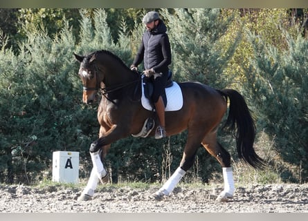 Hannoveriano, Caballo castrado, 12 años, 180 cm, Bayo