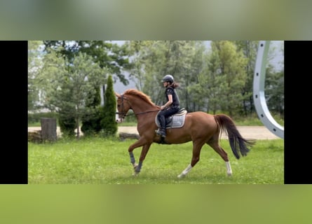 Hannoveriano, Caballo castrado, 13 años, 166 cm, Alazán