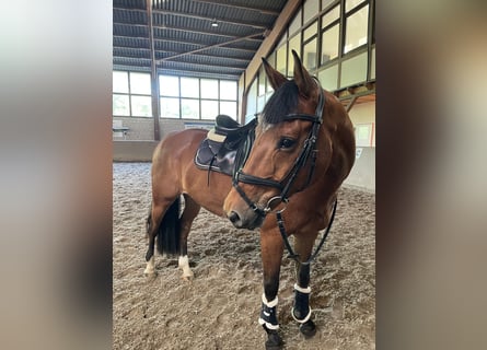 Hannoveriano, Caballo castrado, 13 años, 167 cm, Castaño