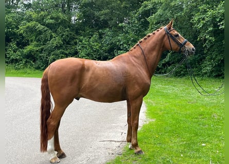 Hannoveriano, Caballo castrado, 13 años, 168 cm, Alazán