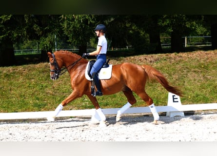 Hannoveriano, Caballo castrado, 13 años, 170 cm, Alazán