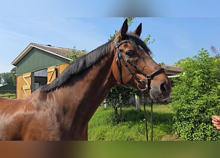 Hannoveriano, Caballo castrado, 13 años, 173 cm, Castaño