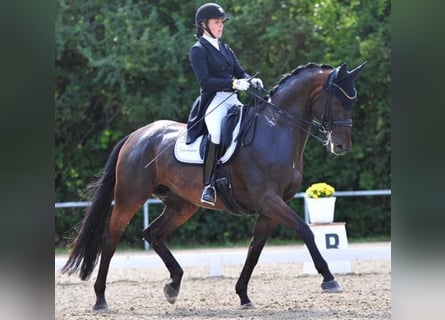 Hannoveriano, Caballo castrado, 13 años, 174 cm, Castaño oscuro