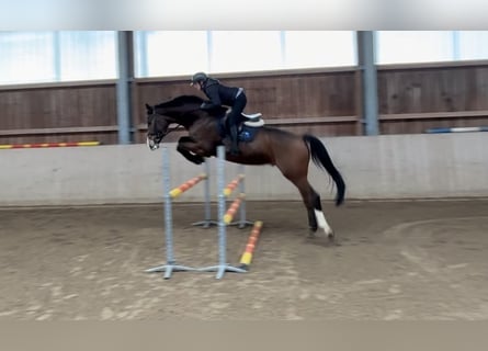 Hannoveriano, Caballo castrado, 13 años, 174 cm, Castaño oscuro