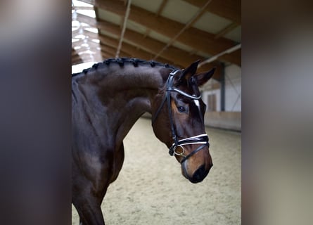 Hannoveriano, Caballo castrado, 13 años, 176 cm, Castaño