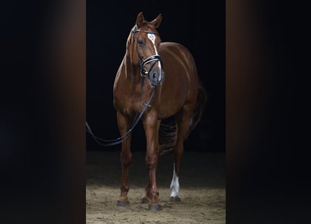 Hannoveriano, Caballo castrado, 13 años, 178 cm, Alazán