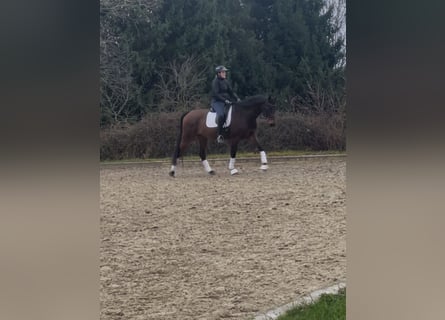 Hannoveriano, Caballo castrado, 14 años, 165 cm, Castaño