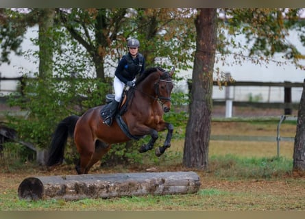 Hannoveriano, Caballo castrado, 14 años, 173 cm, Castaño