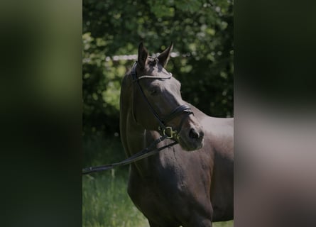 Hannoveriano, Caballo castrado, 14 años, 178 cm, Castaño oscuro