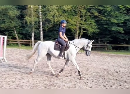 Hannoveriano, Caballo castrado, 15 años, 168 cm, Tordo