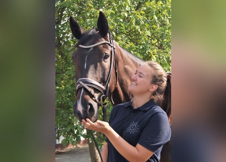 Hannoveriano, Caballo castrado, 15 años, 169 cm, Castaño oscuro