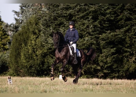 Hannoveriano, Caballo castrado, 15 años, 172 cm, Negro