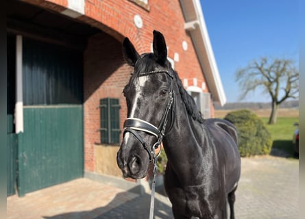 Hannoveriano, Caballo castrado, 16 años, 168 cm, Negro