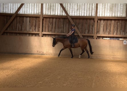 Hannoveriano, Caballo castrado, 17 años, 162 cm, Castaño
