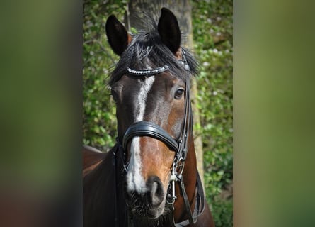 Hannoveriano, Caballo castrado, 17 años, 168 cm, Castaño