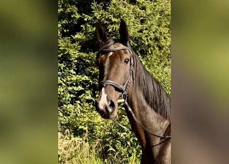 Hannoveriano, Caballo castrado, 17 años, 172 cm, Castaño oscuro