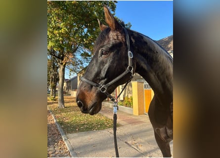 Hannoveriano, Caballo castrado, 17 años, 178 cm, Castaño oscuro