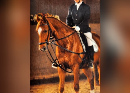 Hannoveriano, Caballo castrado, 18 años, 165 cm, Alazán