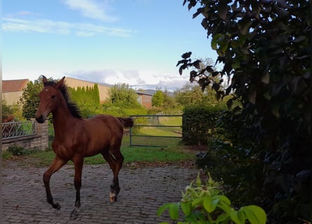 Hannoveriano, Caballo castrado, 1 año, 170 cm, Castaño