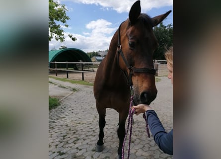 Hannoveriano, Caballo castrado, 22 años, 172 cm, Castaño