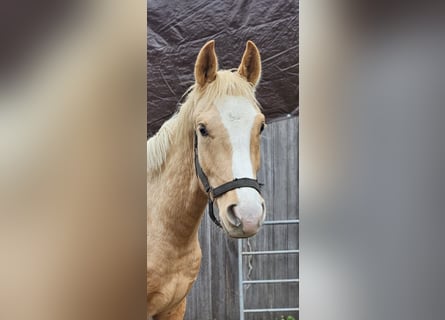 Hannoveriano, Caballo castrado, 2 años, 151 cm, Palomino