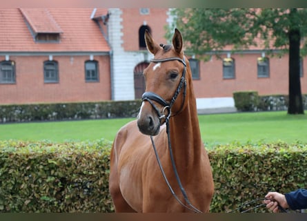 Hannoveriano, Caballo castrado, 2 años, 160 cm, Castaño