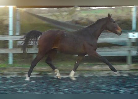 Hannoveriano, Caballo castrado, 2 años, 162 cm, Castaño oscuro