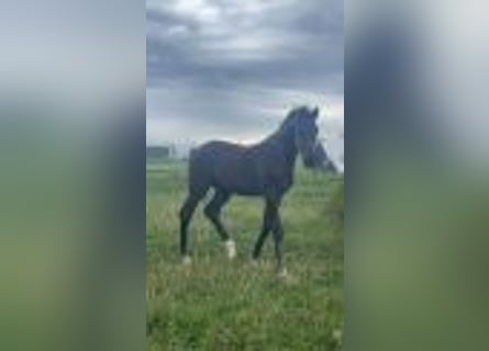Hannoveriano, Caballo castrado, 2 años, 162 cm, Negro