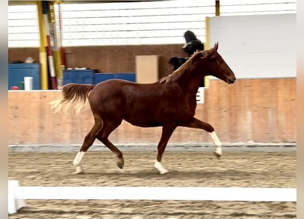 Hannoveriano, Caballo castrado, 2 años, 163 cm, Alazán