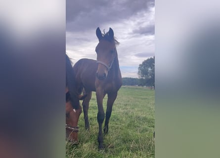 Hannoveriano, Caballo castrado, 2 años, 164 cm, Castaño