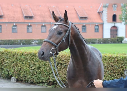 Hannoveriano, Caballo castrado, 2 años, 165 cm, Castaño oscuro