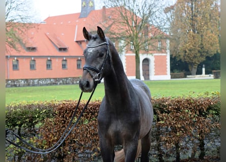 Hannoveriano, Caballo castrado, 2 años, 166 cm, Tordo