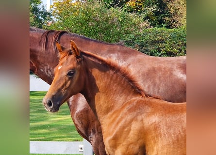 Hannoveriano, Caballo castrado, 2 años, 169 cm, Alazán-tostado