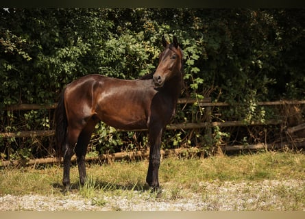 Hannoveriano, Caballo castrado, 2 años, 170 cm, Castaño