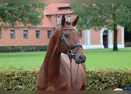 Hannoveriano, Caballo castrado, 2 años, 170 cm, Castaño