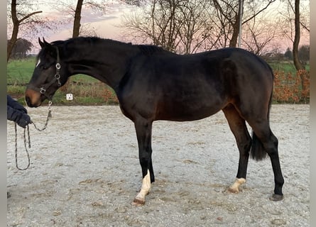 Hannoveriano, Caballo castrado, 2 años, 170 cm, Castaño oscuro