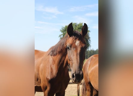 Hannoveriano, Caballo castrado, 2 años, 172 cm, Alazán-tostado