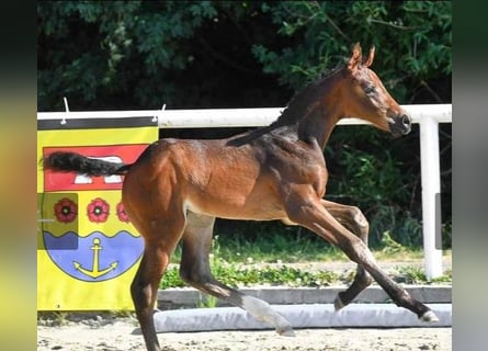 Hannoveriano, Caballo castrado, 2 años