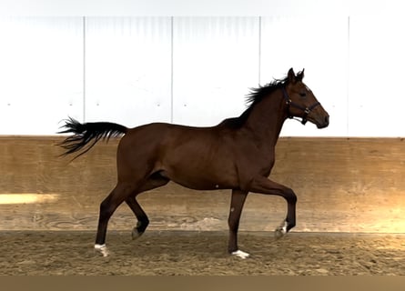 Hannoveriano, Caballo castrado, 2 años, Castaño